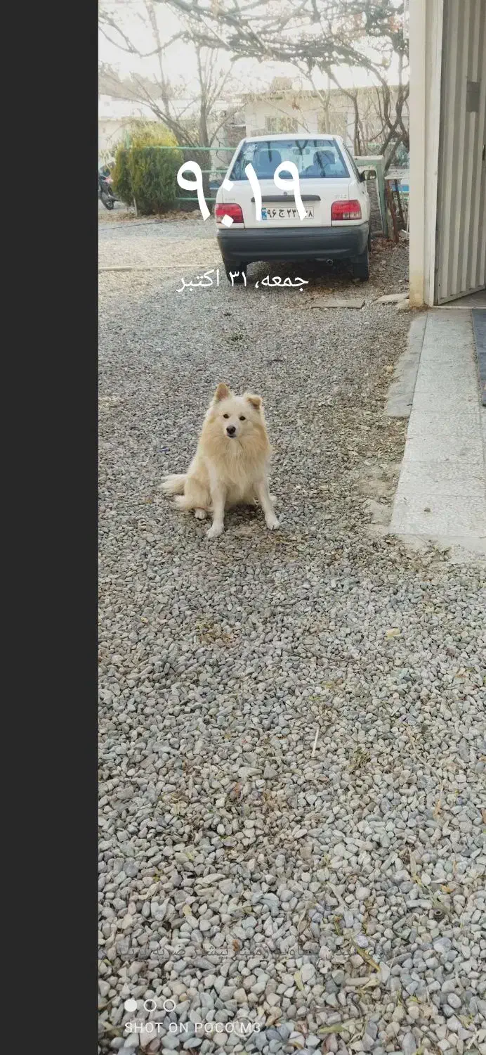 سگ گم شده|حیوانات|شهریار, رزکان|دیوار