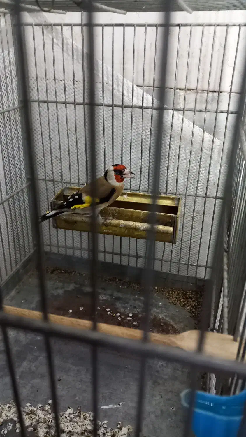 سهره لرستان یه ماه قفس و گردن کلفت|پرنده|چهارباغ, |دیوار