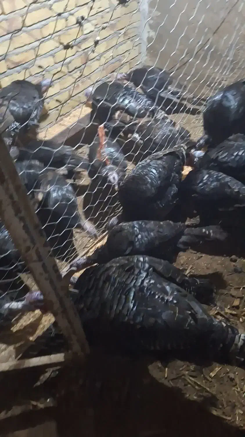 ۲۷عدد بوقلمون یکجا دونه ایی ۱۵۰۰۰|حیوانات مزرعه|قیدار, |دیوار