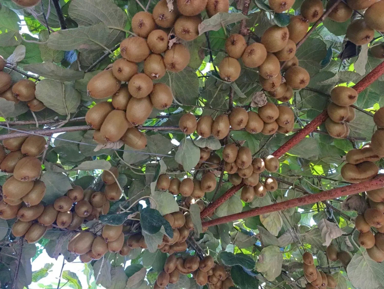 ویلا باغ ۵۵۰۰متر / ۴۰۰نهال کیوی پر محصول هایوارد|فروش خانه و ویلا|لیسار, |دیوار