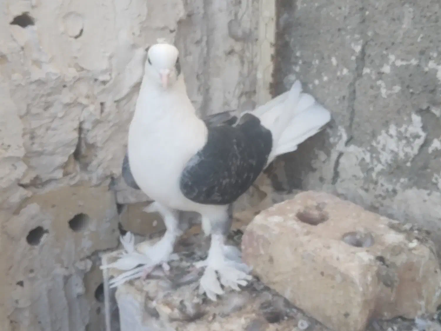 کفتر نروماده گلی رنگه المانی کرمونی کوتوله ابی|پرنده|تربتحیدریه, سرمحله|دیوار