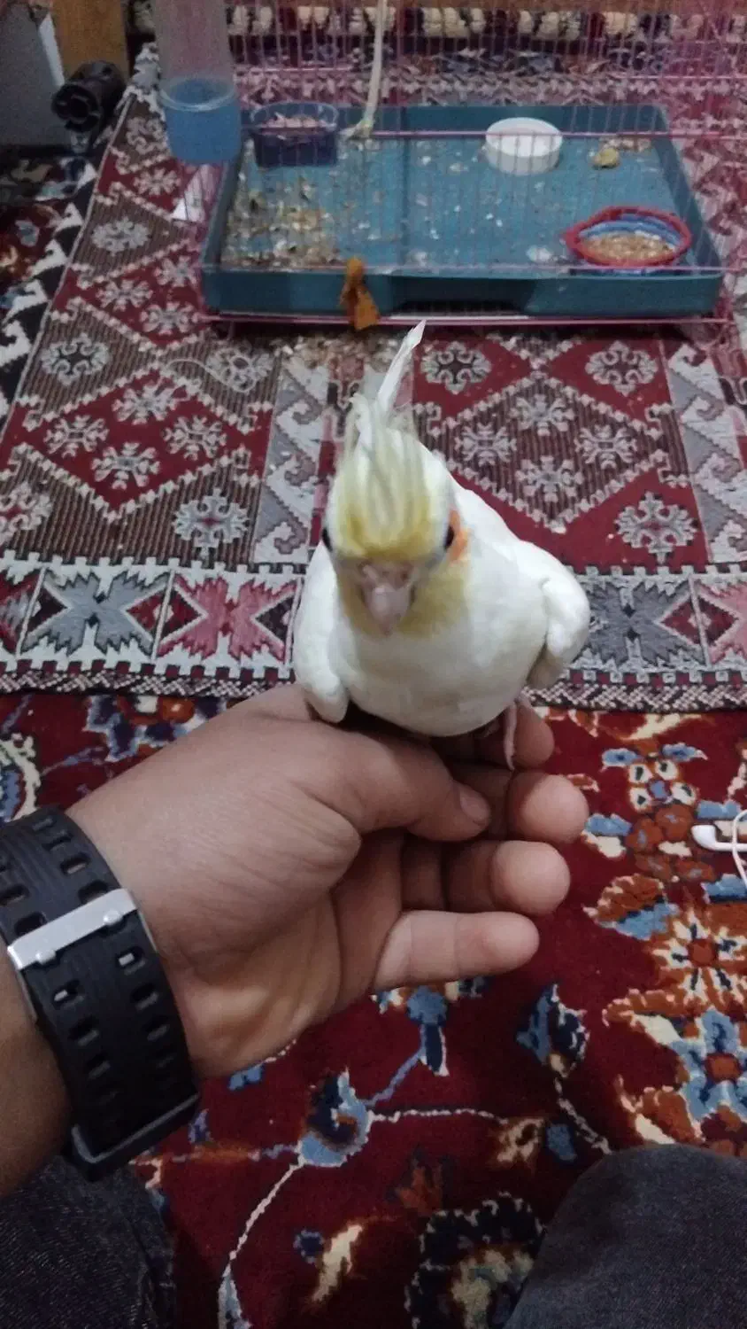 شهرک|پرنده|شادگان, |دیوار