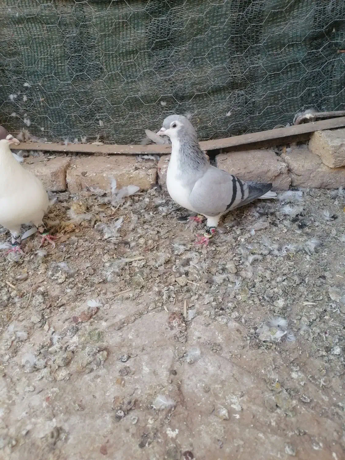 جفت ساده|پرنده|تایباد, |دیوار