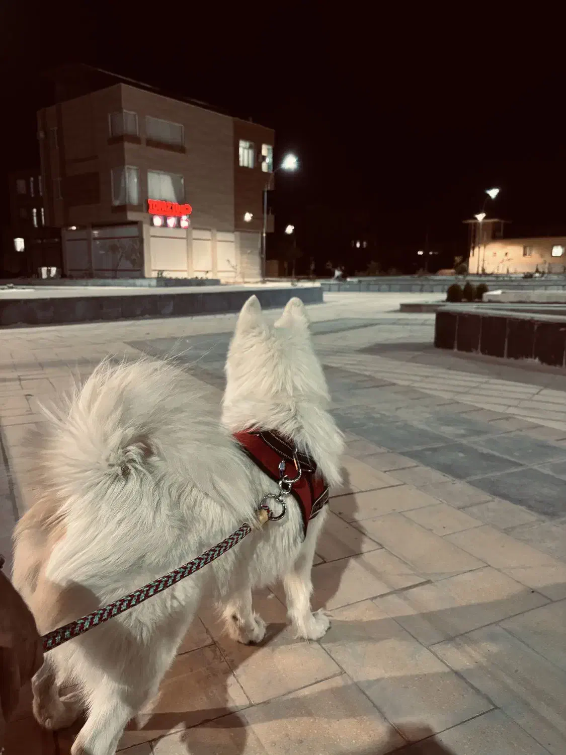 سامویید نر|سگ|رفسنجان, |دیوار