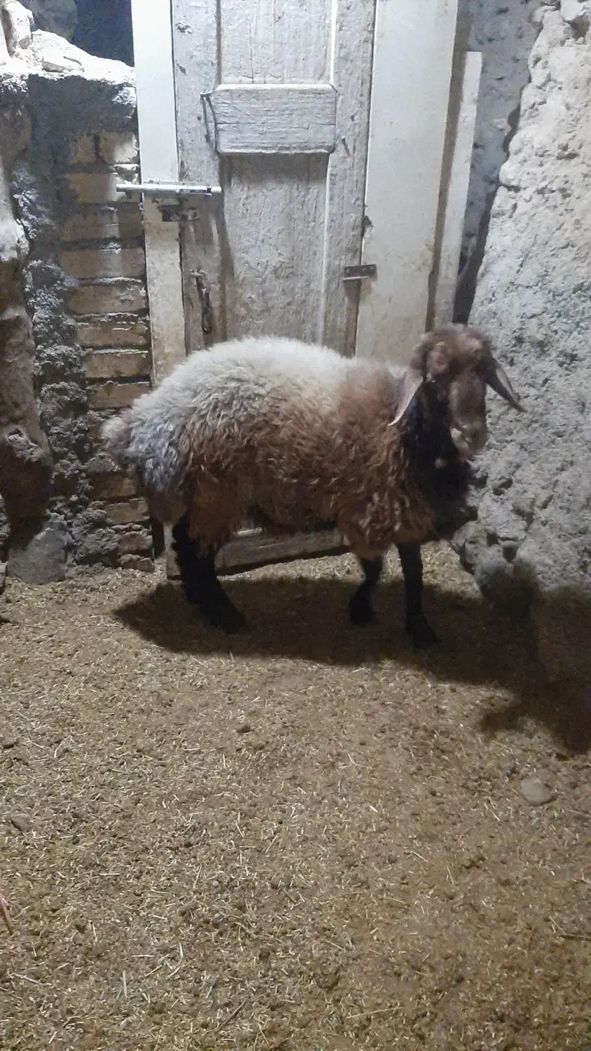 بره قوچ هترو|حیوانات مزرعه|مشهد, عامل|دیوار