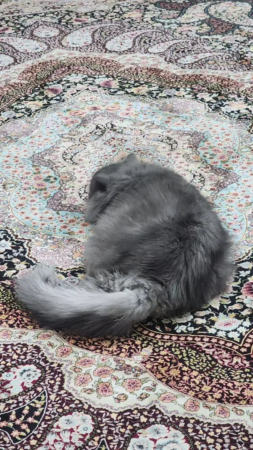 حیوانات|گربه|امیدیه, |دیوار