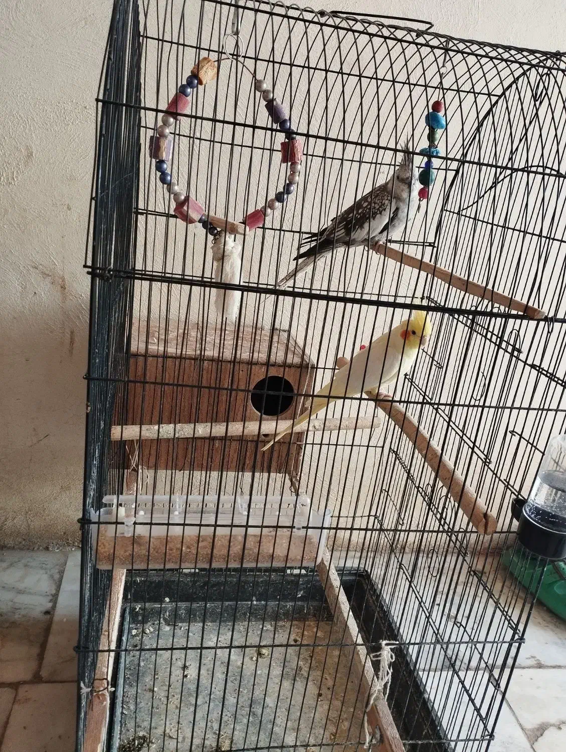 عروس هلندی|پرنده|رامیان, |دیوار