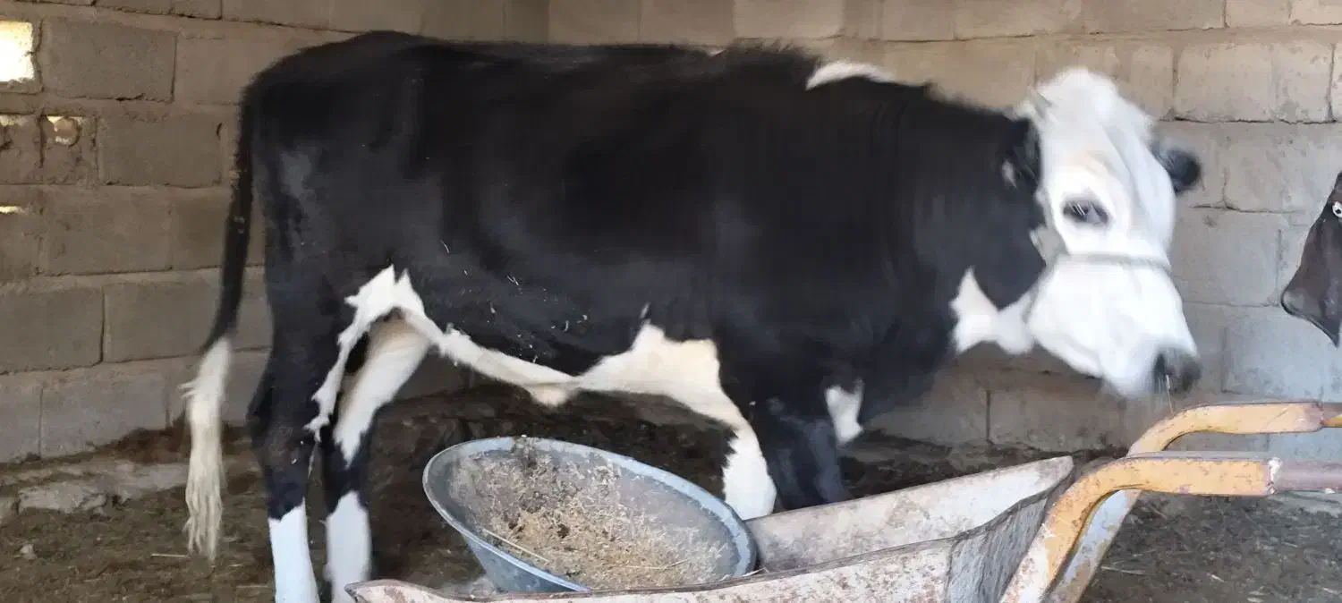 گاو پرآپ چاق مناسب برای مالداری و قصابی|حیوانات مزرعه|مهرستان, |دیوار