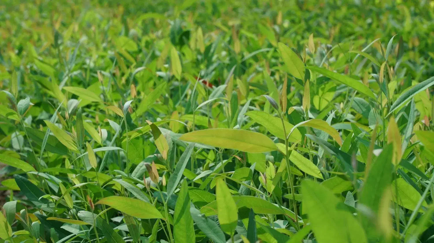 فروش نهال اکالیپتوس|خدمات باغبانی و درختکاری|داراب, |دیوار