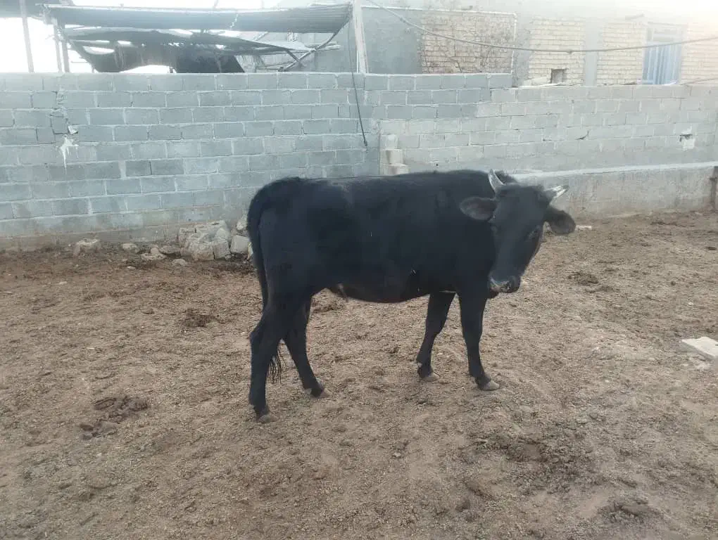 نوبر چاق گوساله ماده|حیوانات مزرعه|زرین دشت (فارس), |دیوار