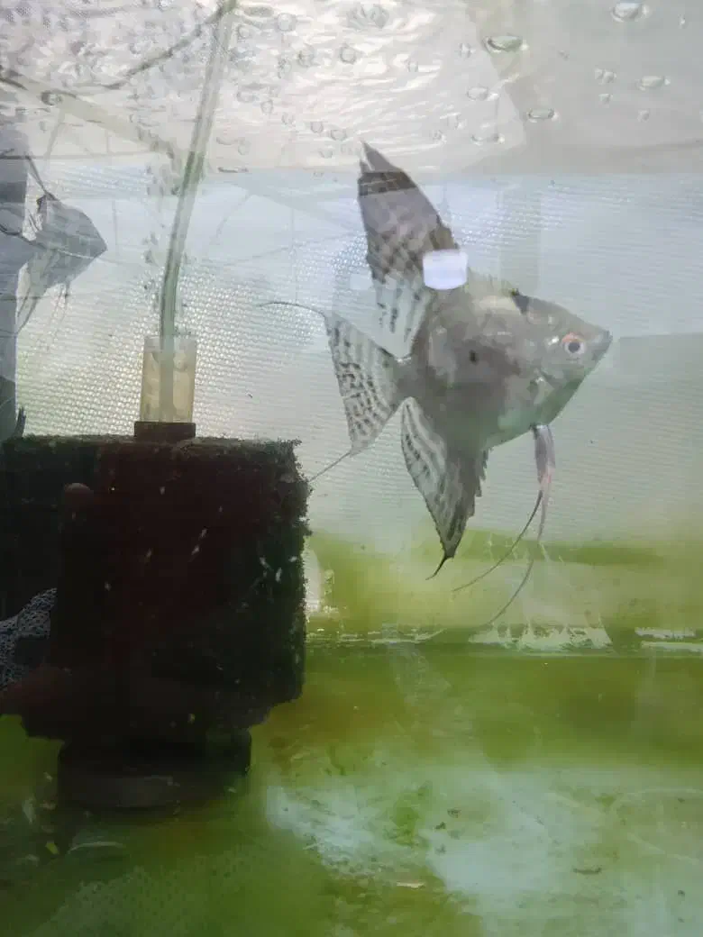 فروش ماهی گوپی وانجل|ماهی|شیراز, جمال آباد|دیوار