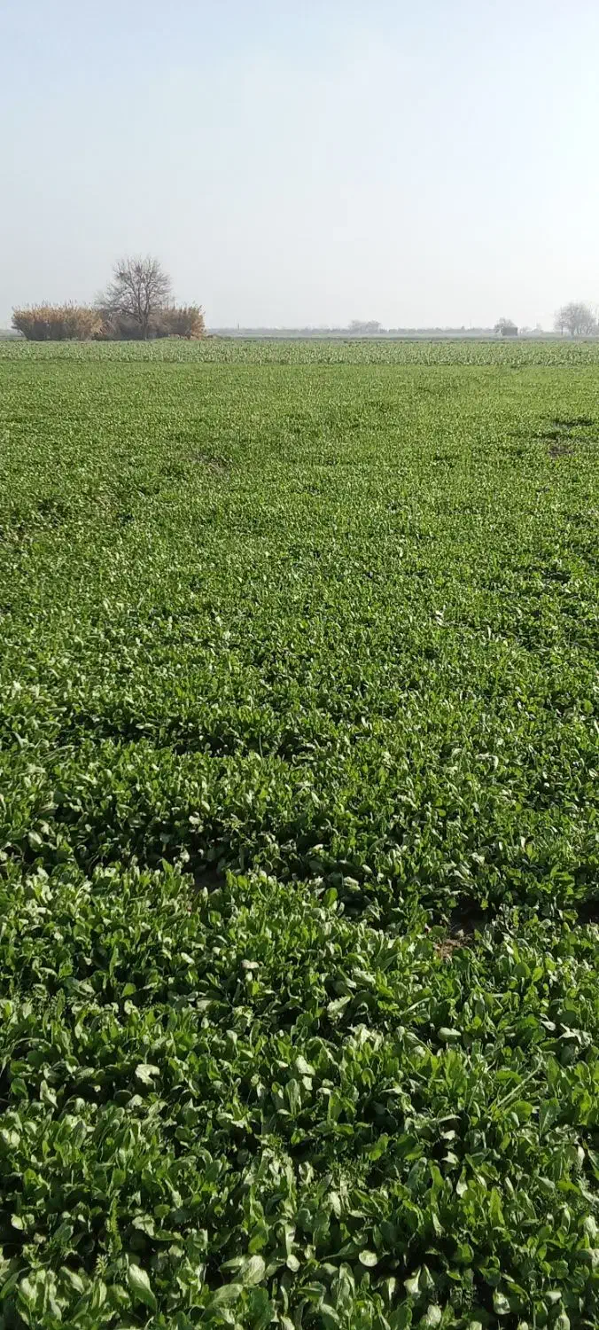 سبزی شاهی|خوردنی و آشامیدنی|گرگان, |دیوار