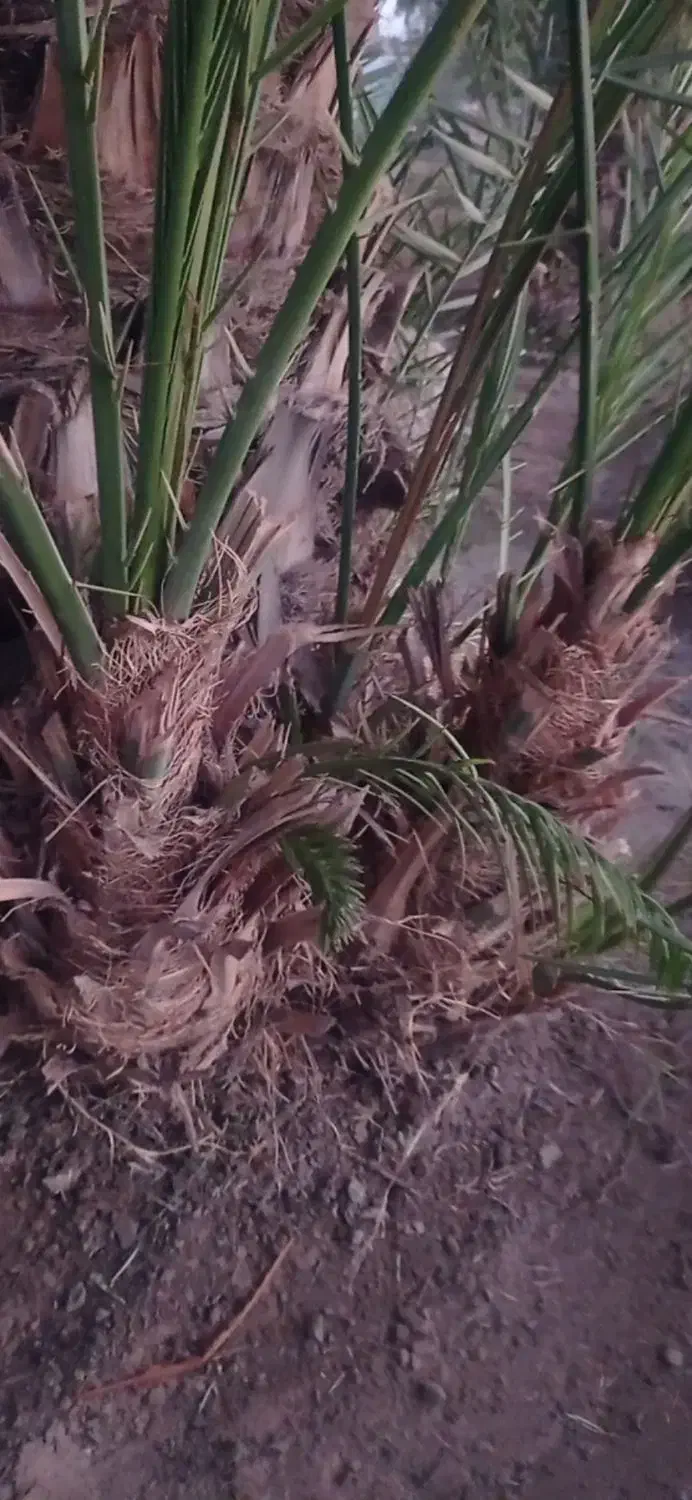 پا جوش کلوته|گل و گیاه طبیعی|جیرفت, |دیوار