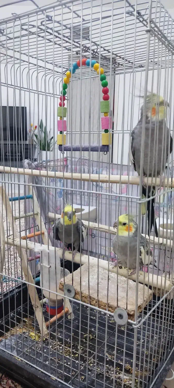 عروس هلندی|پرنده|رزن, |دیوار