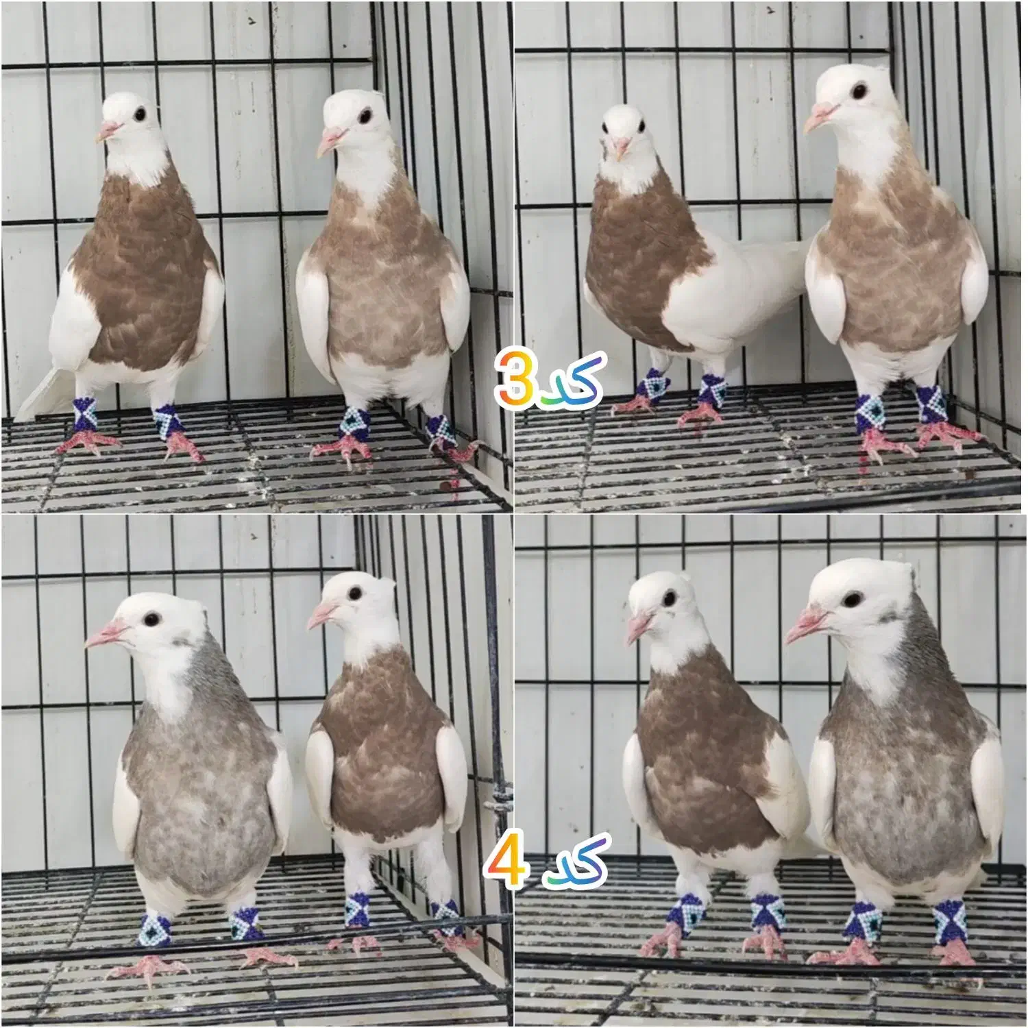 کبوتر طوقی|پرنده|ری, ملک‌آباد|دیوار