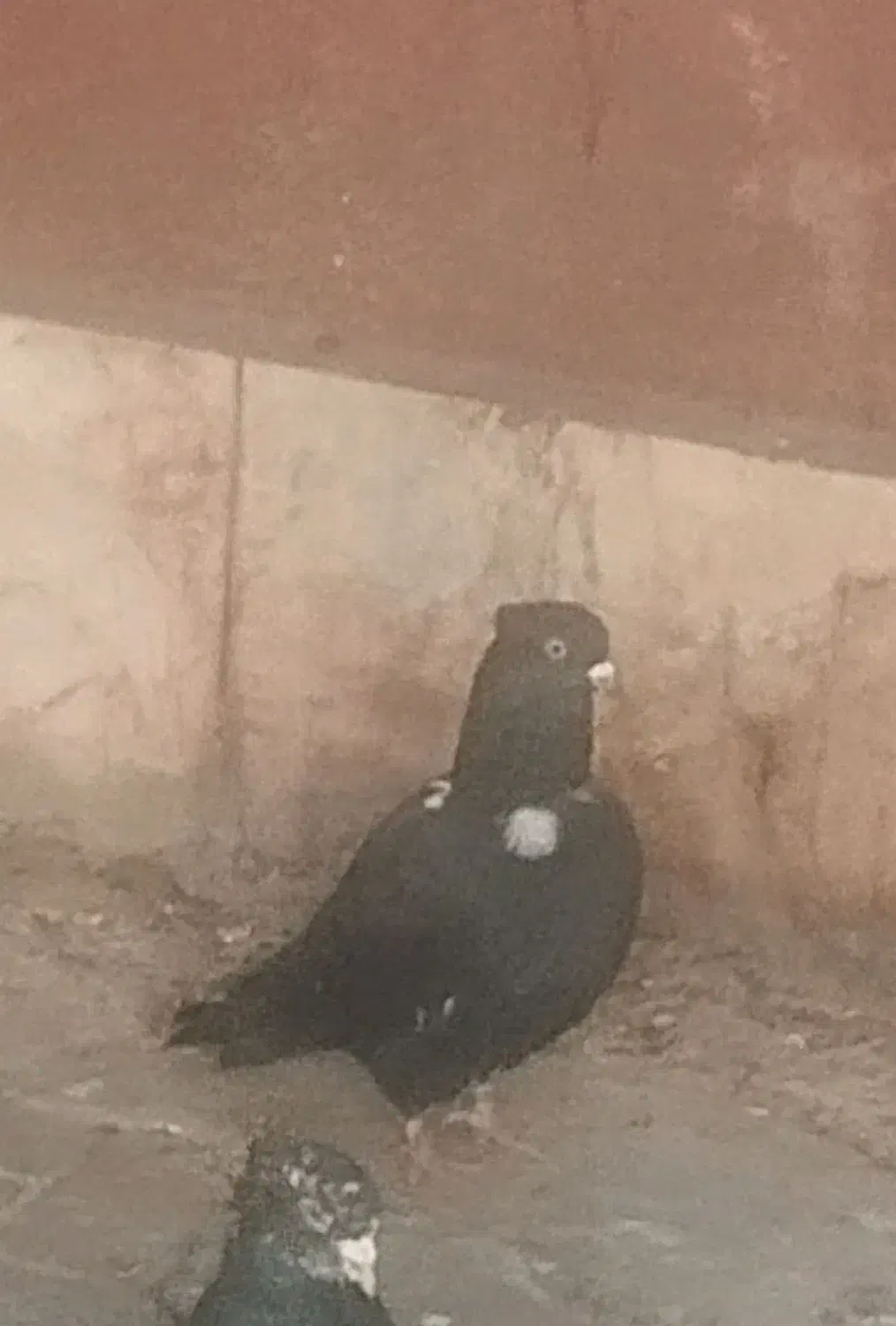 کبوتر|حیوانات|بجنورد, |دیوار