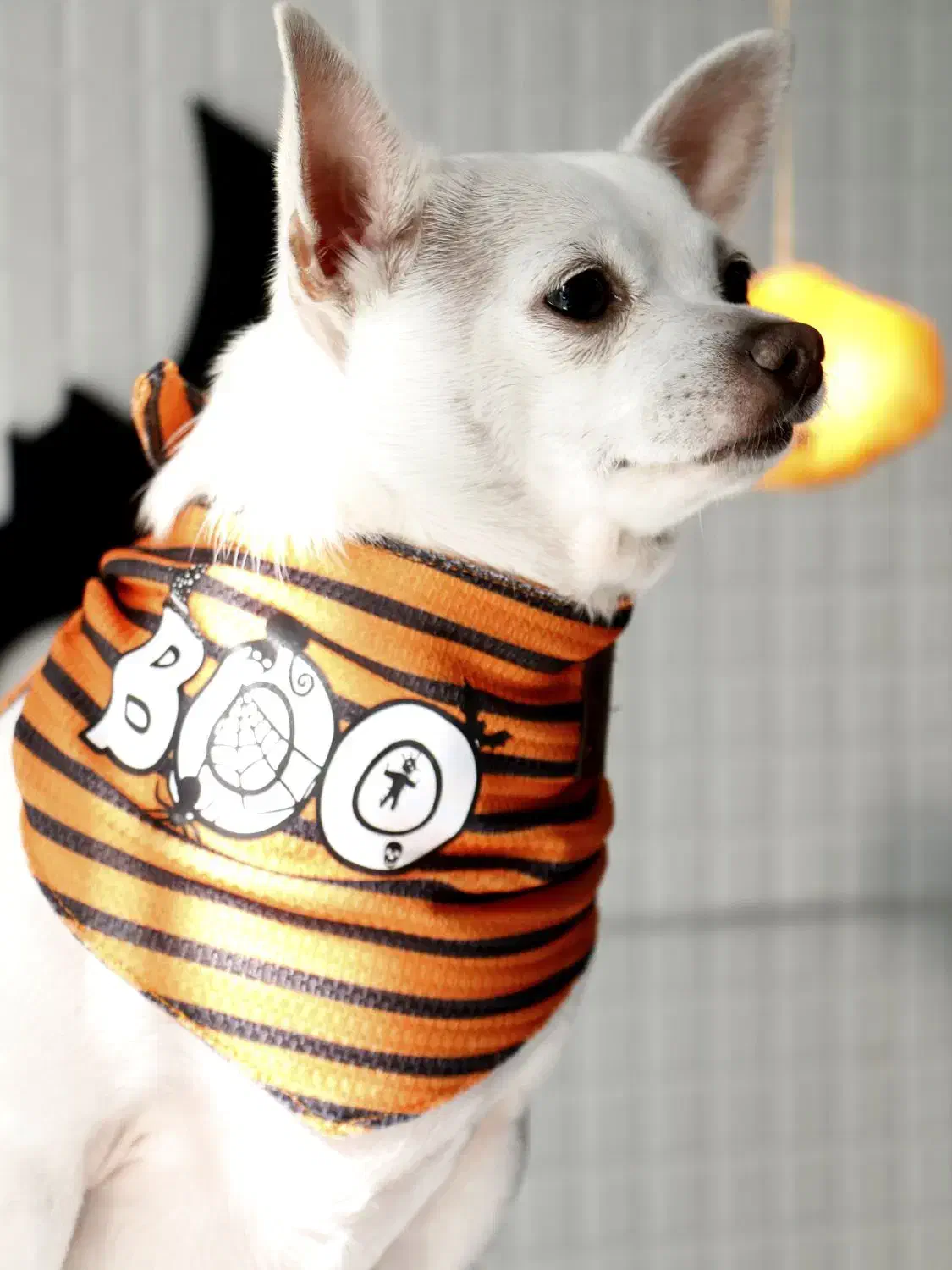 خیاط خانم|استخدام صنعتی، فنی، مهندسی|مشهد, ولیعصر (شهرک غرب)|دیوار