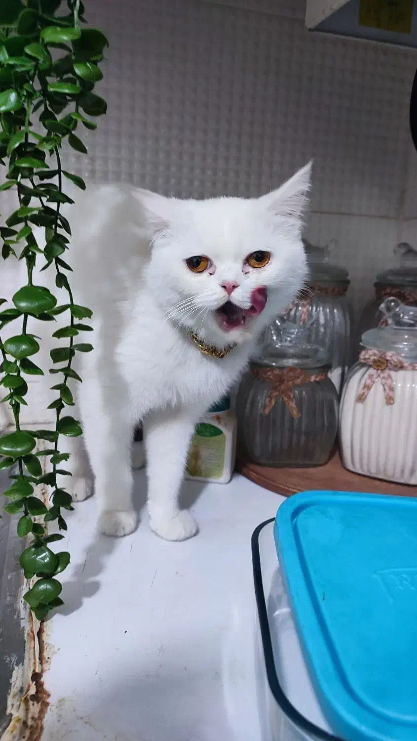 گربه|گربه|اهواز, سیصد دستگاه|دیوار