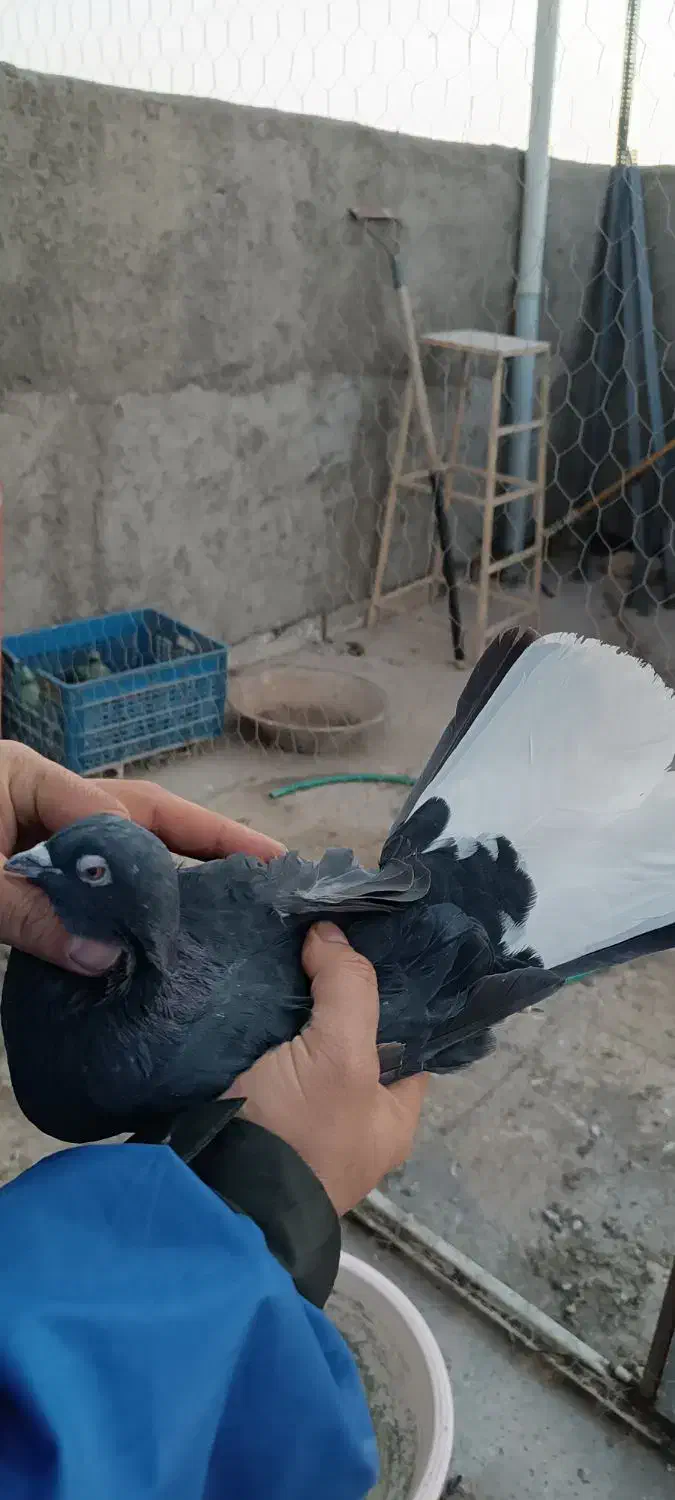 زاغ دم سفید|پرنده|ورامین, خیر آباد|دیوار