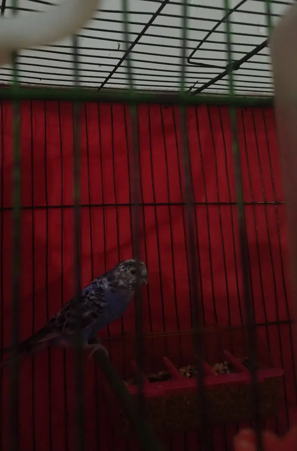 مرغ عشق سرحال وسالم|پرنده|زاهدان, |دیوار