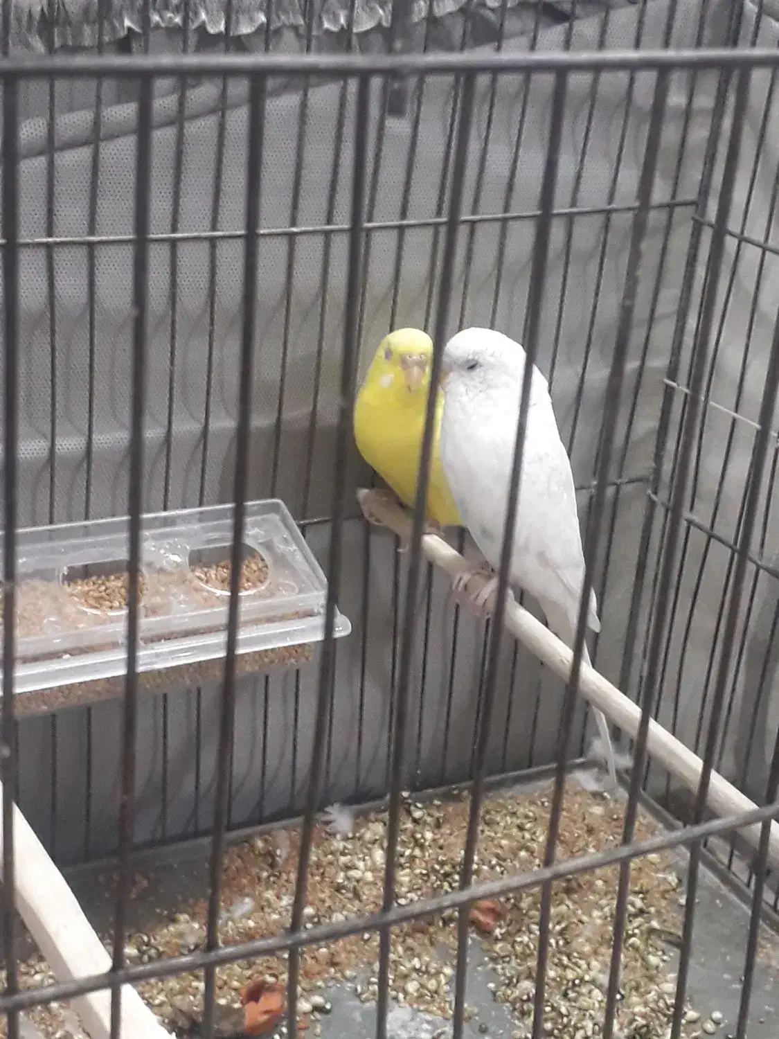 مرغ عشق|پرنده|یزد, |دیوار