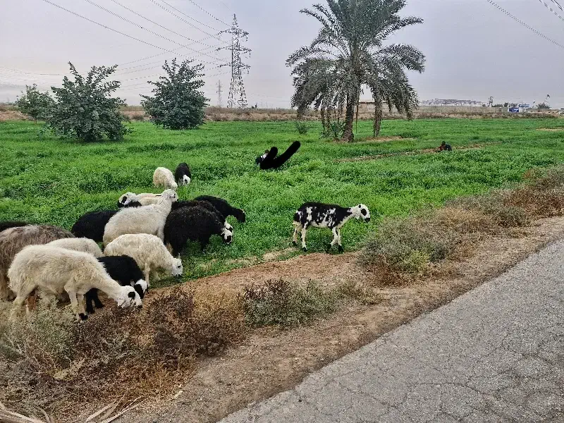 فروش چند راس گوسفند با بره|حیوانات مزرعه|اهواز, شهرک اندیشه|دیوار