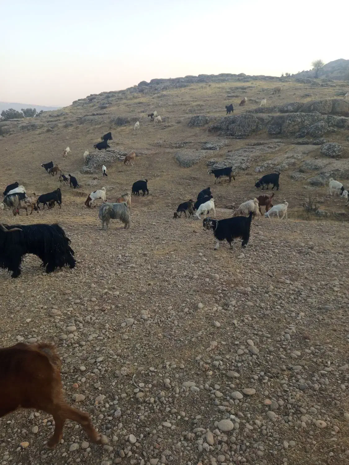 بزه|حیوانات مزرعه|مسجد سلیمان, |دیوار