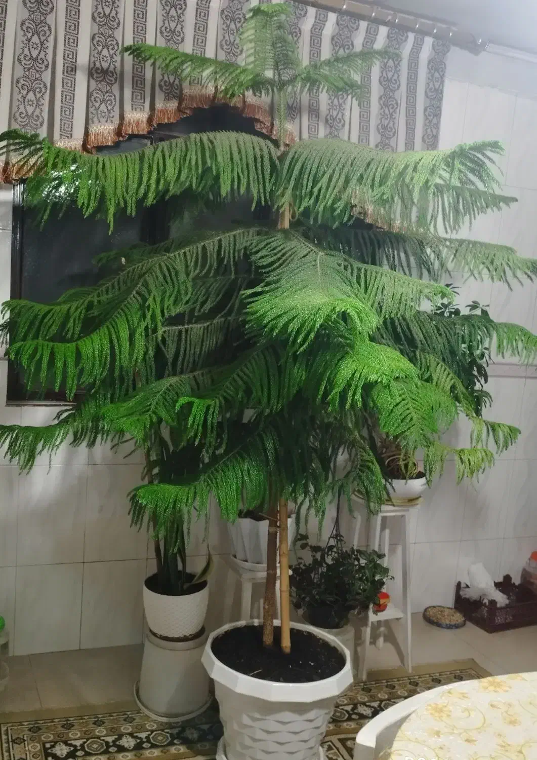 کاج مطبق|گل و گیاه طبیعی|کرج, خرمدشت|دیوار