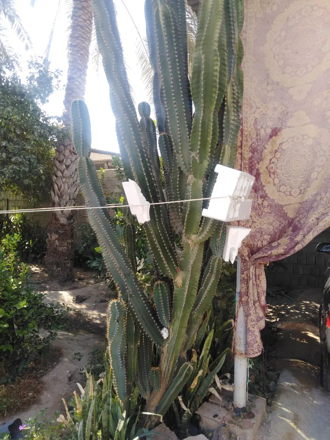 کاکتوس بزرگ قواره دار تمیز|گل و گیاه طبیعی|سعدآباد, |دیوار