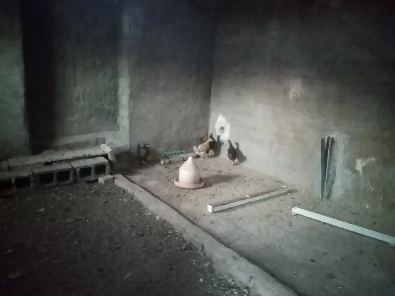 مرغ و خروس  و جوجه مرغ و جوجه خروس|حیوانات مزرعه|سرایان, |دیوار