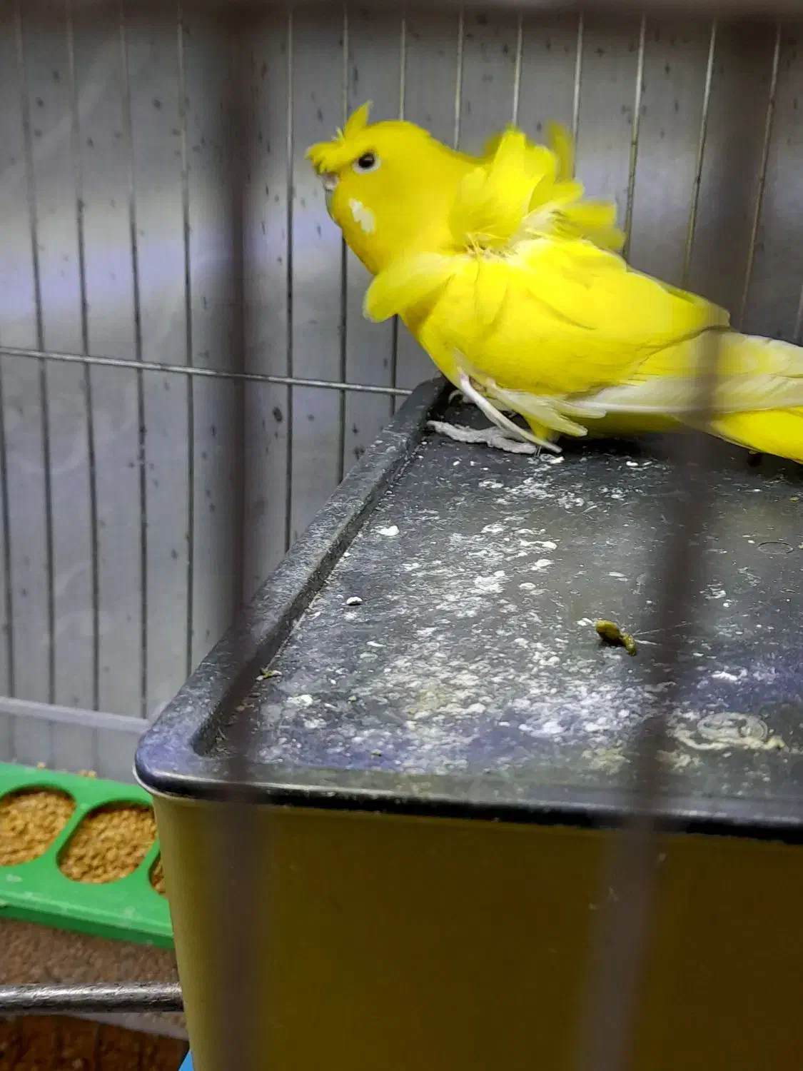 مرغ عشق پرواته ای معاوضه با فنچ نرگسی شکلاتی|پرنده|تبریز, |دیوار