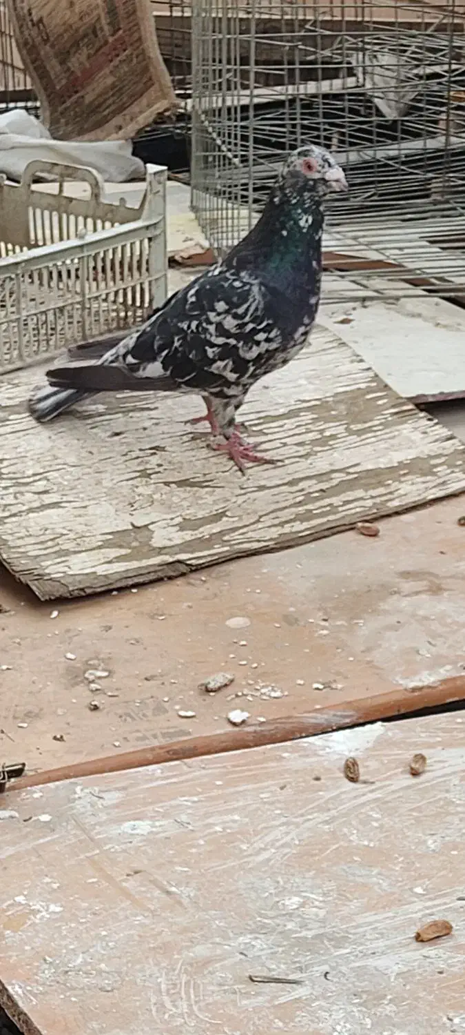 کبوتر کوهی دورگ سیاه|پرنده|اهواز, شهرک اکباتان|دیوار