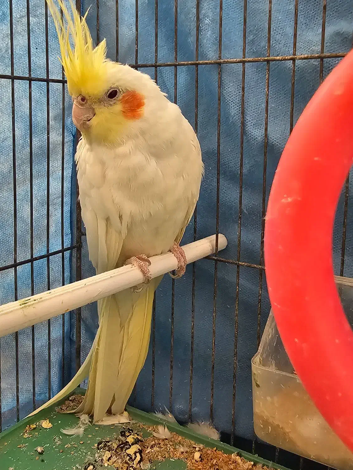 عروس هلندی|پرنده|باشت, |دیوار