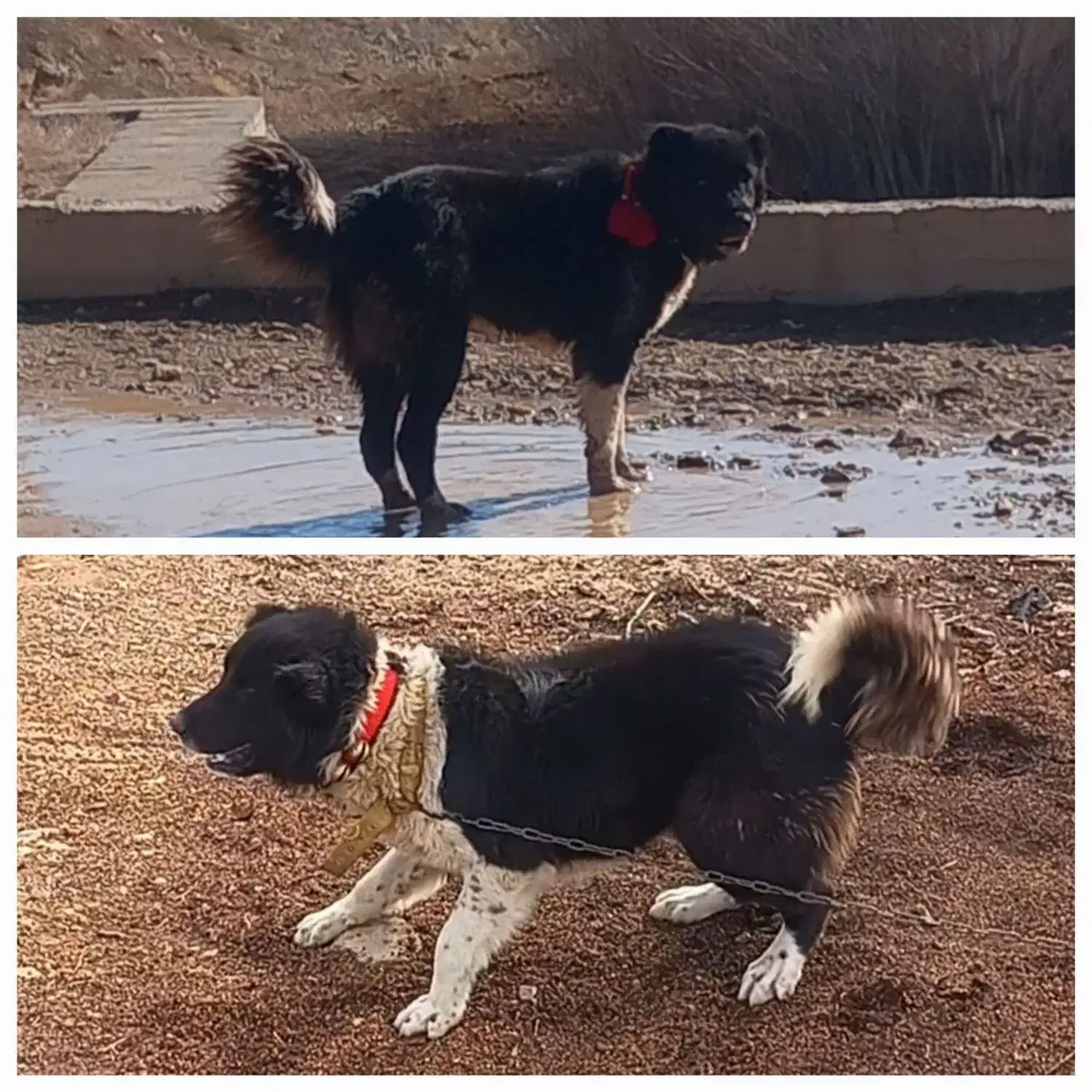 فروشی|سگ|لاران, |دیوار