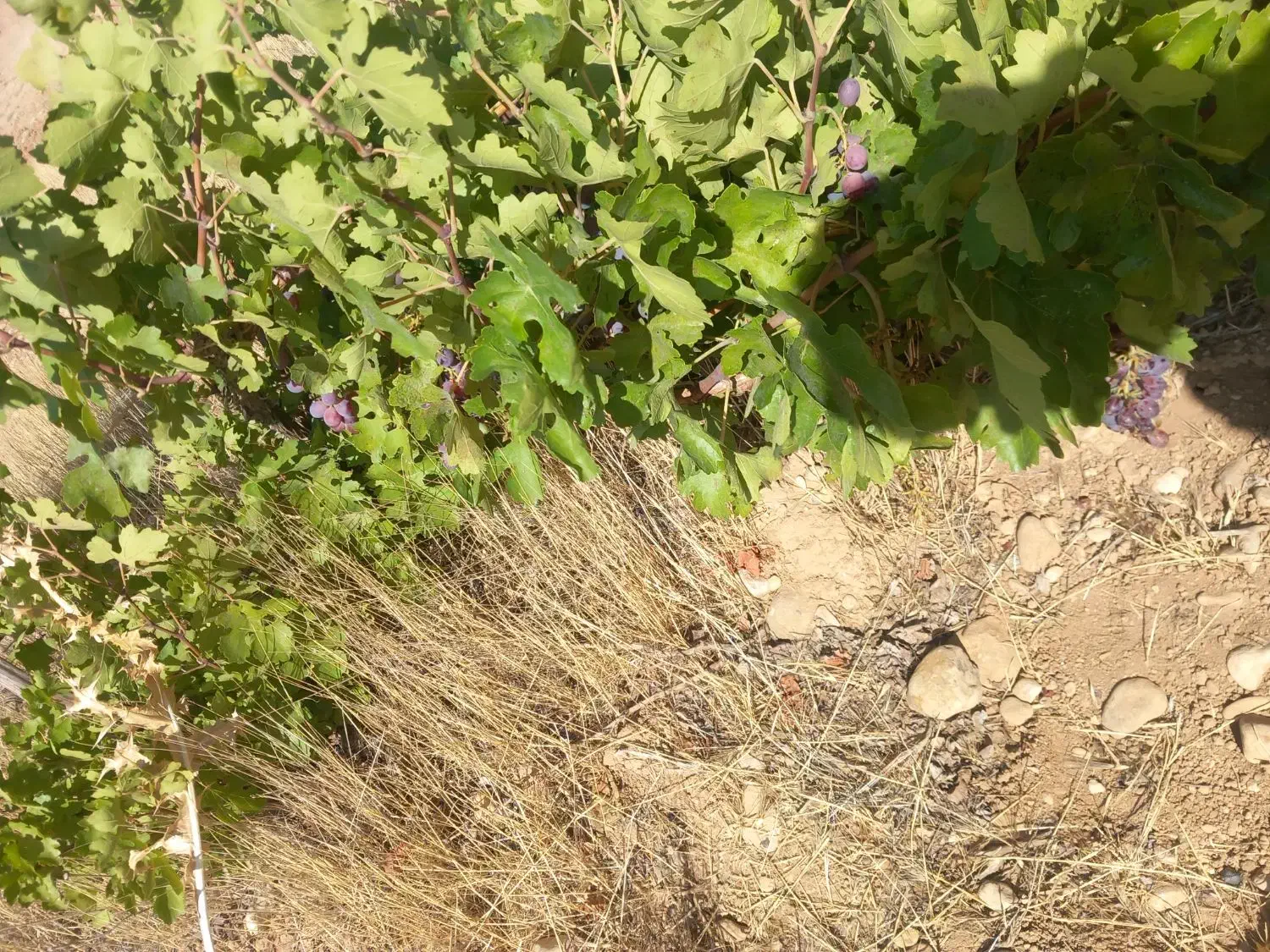 فروش زمین ۴۱۵۳ متری|فروش زمین و ملک کلنگی|سپیدان, |دیوار