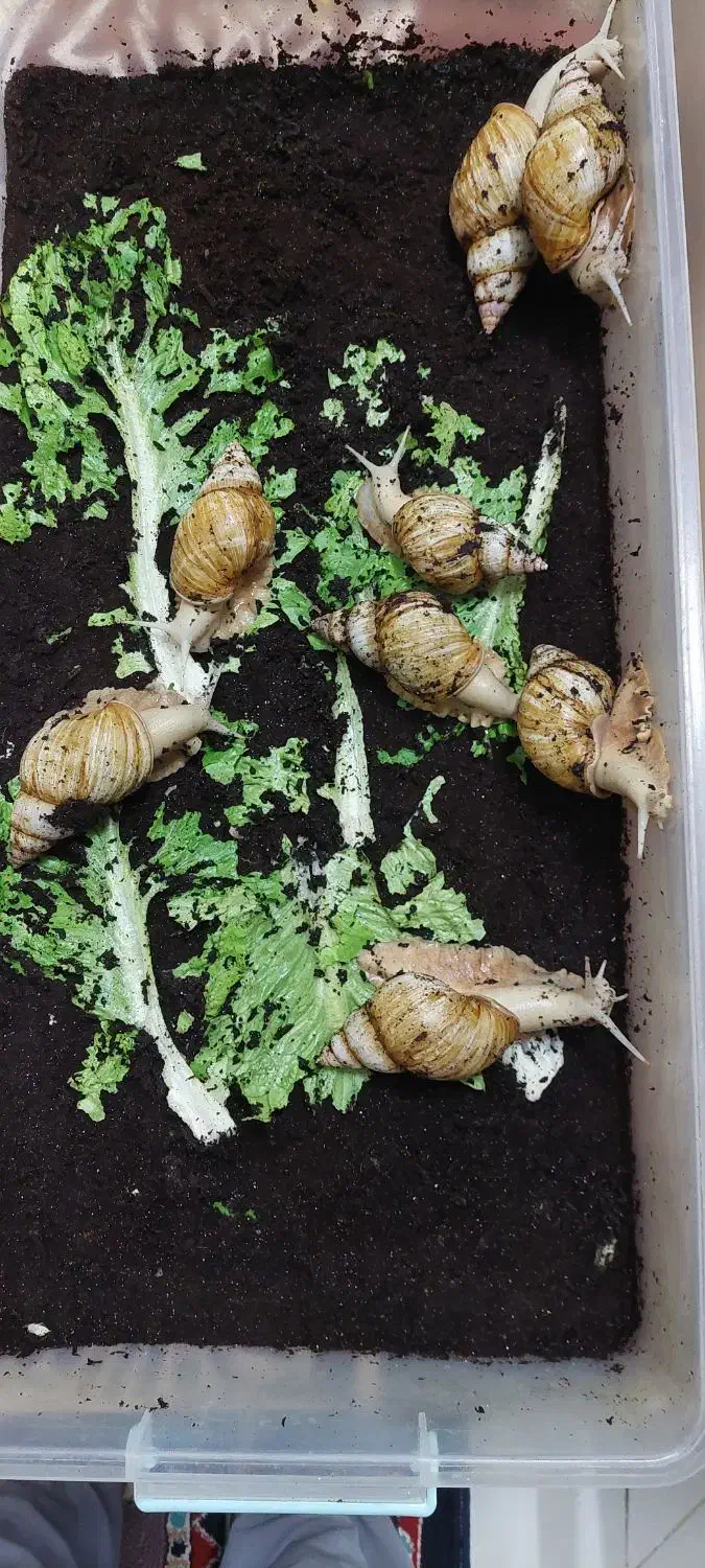 فروش ۸ عدد حلزون آچاتینا آلبینو|خزنده|ری, فیروزآبادی|دیوار