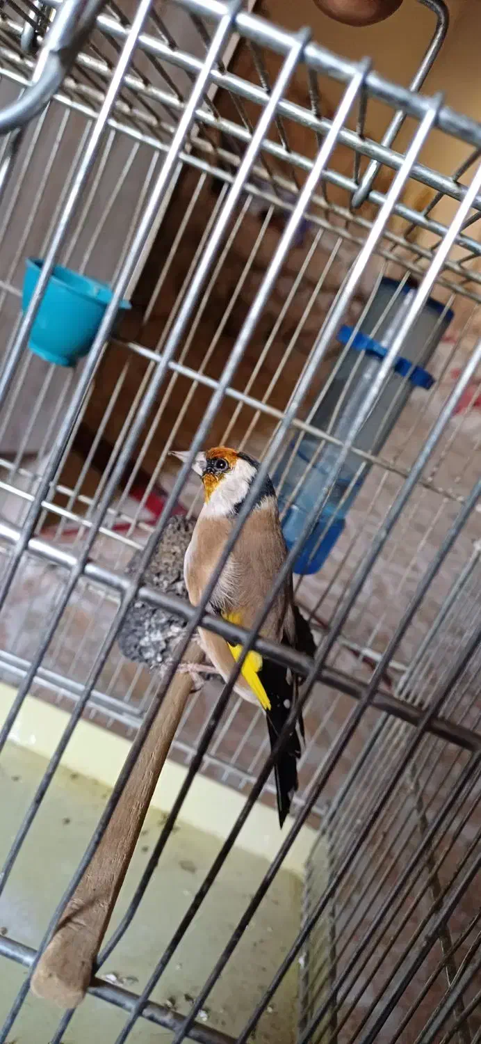 سهره نره|پرنده|تهران, انبار نفت|دیوار