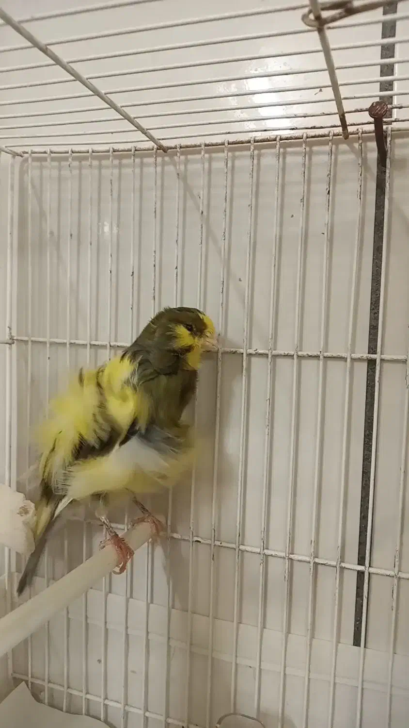 قناری نر، فر،|پرنده|تربت‌حیدریه, آبشار|دیوار