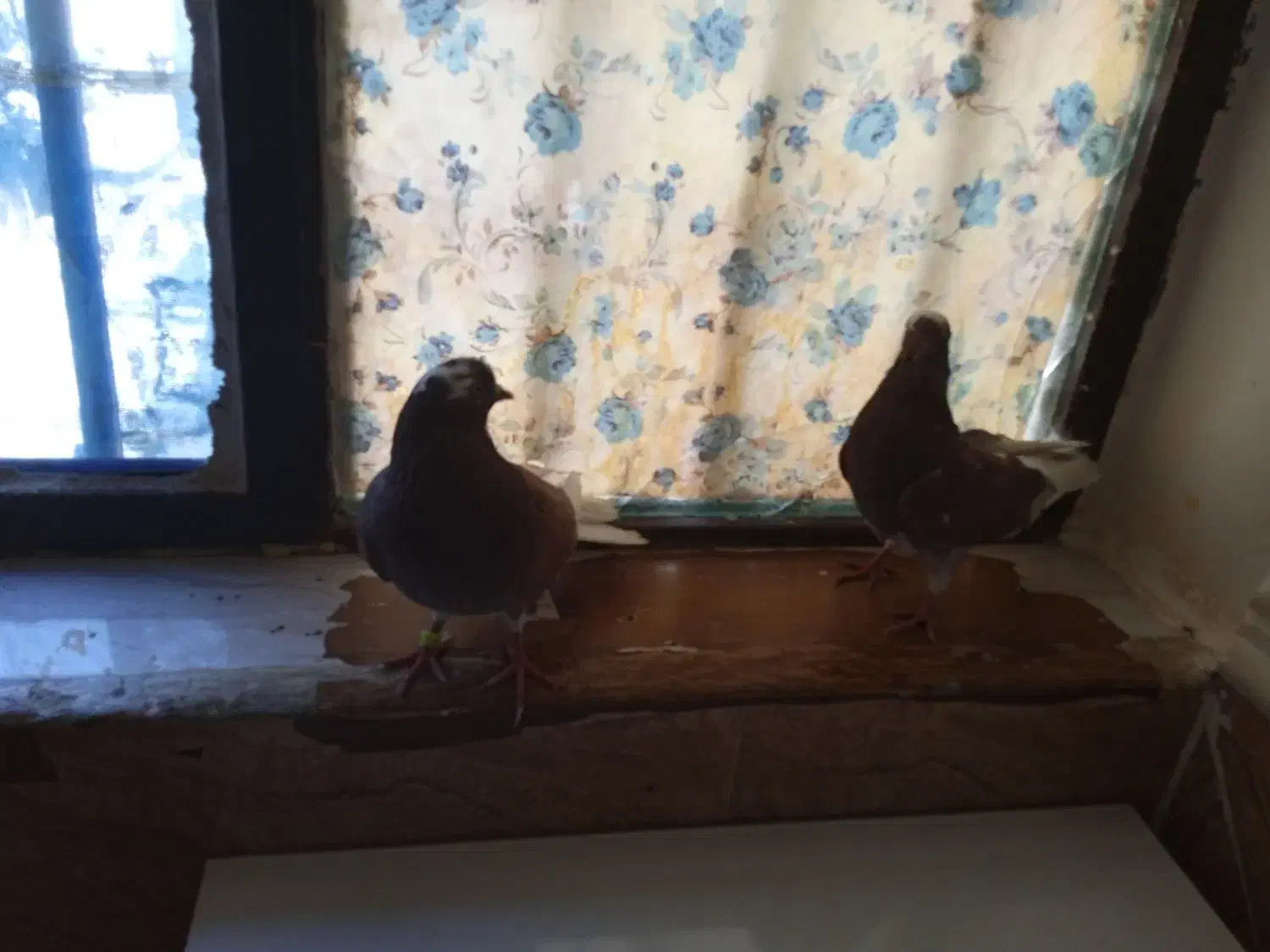 کبوتر|پرنده|زابل, |دیوار