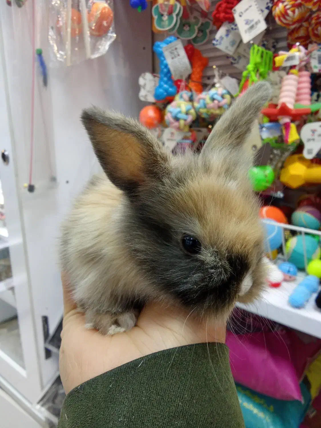 بچه خرگوش مینیاتوری|موش و خرگوش|تهران, تهرانپارس شرقی|دیوار