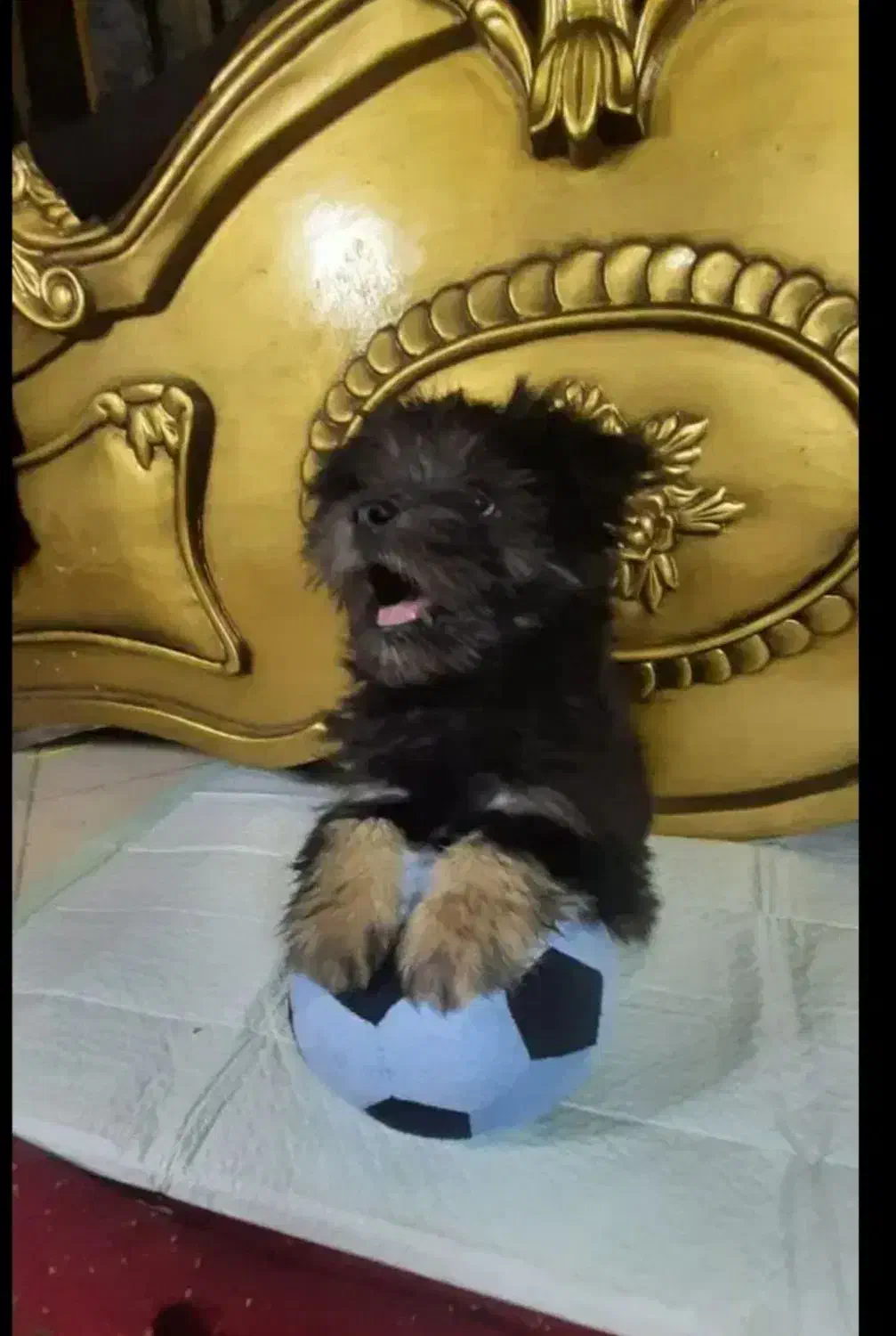 واگذاری سگ فوری فوری بعلت مهاجرت|سگ|مشهد, فلسطین|دیوار