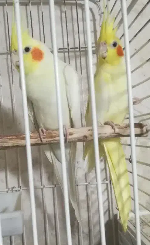 عروس هلندی|پرنده|قم, شهرک امام حسین|دیوار