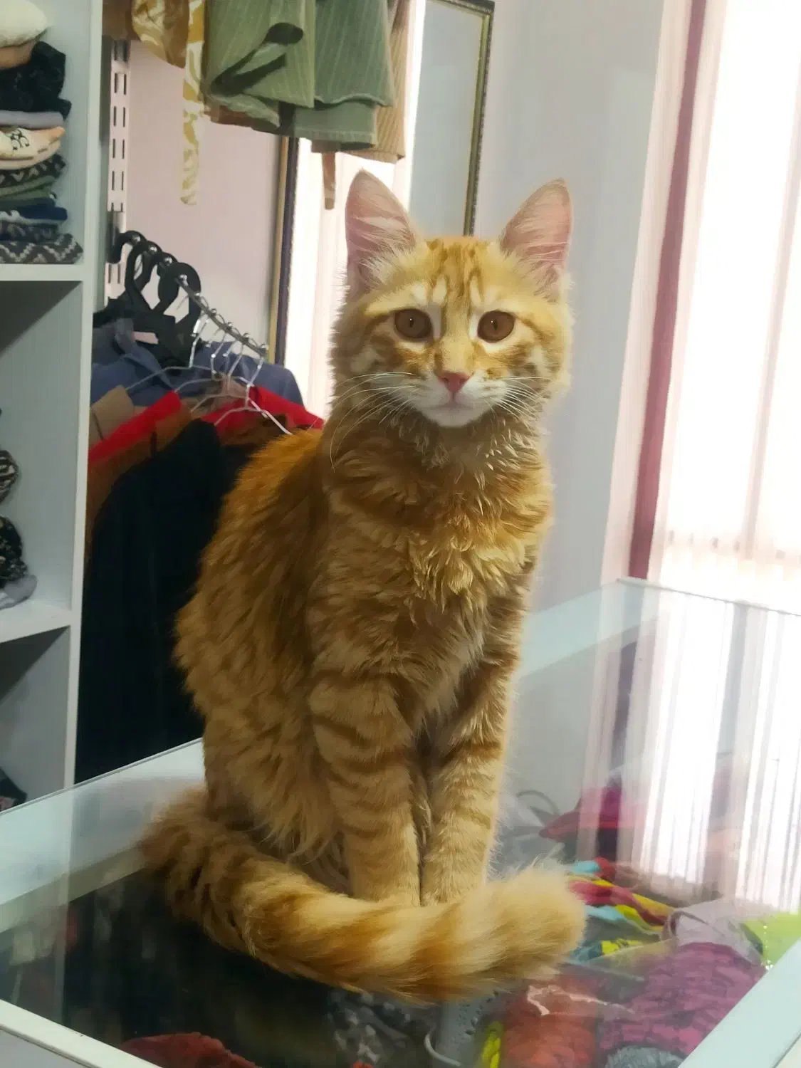 گربه خانگی|گربه|خان ببین, |دیوار