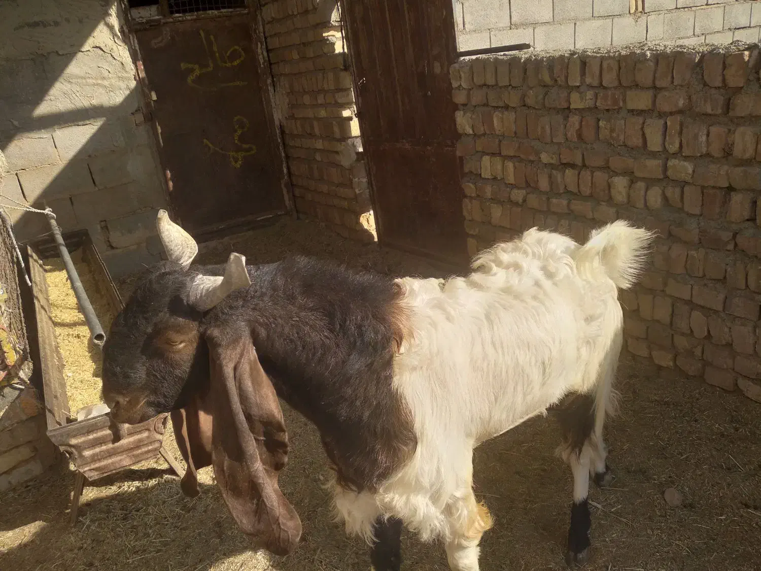 بزغاله|حیوانات مزرعه|کاشمر, |دیوار