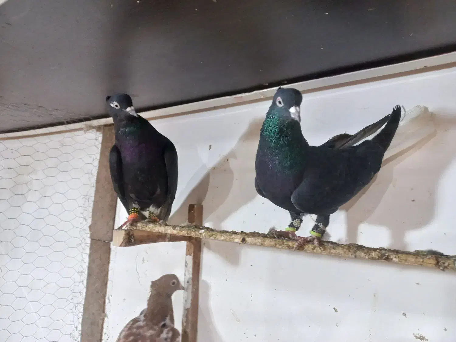 دم سفید|پرنده|سبزوار, هویزه|دیوار