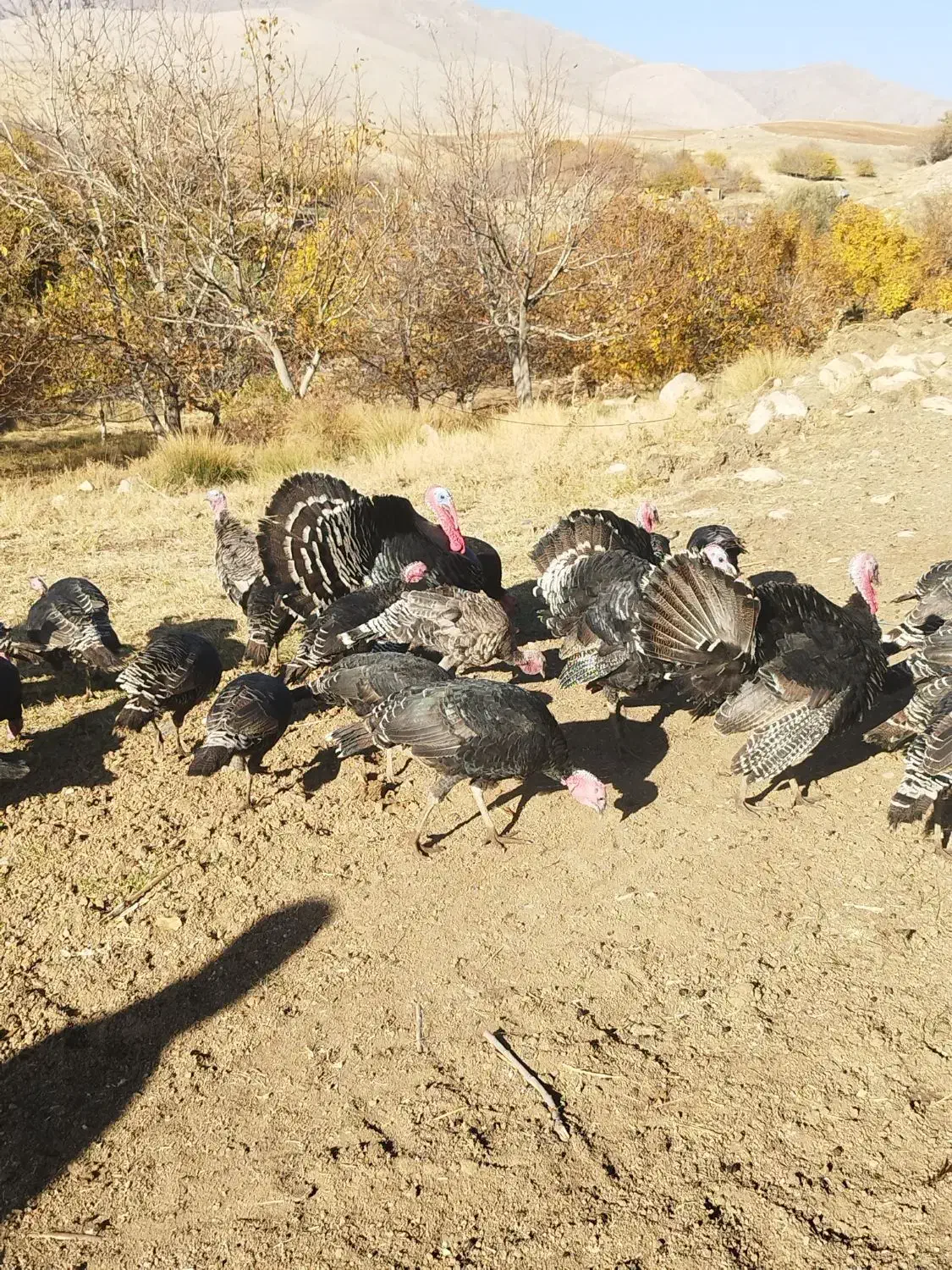 بوقلمون|حیوانات مزرعه|بروجرد, |دیوار