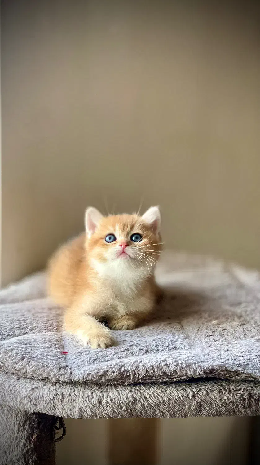 بچه گربه|گربه|رشت, دیلمان|دیوار