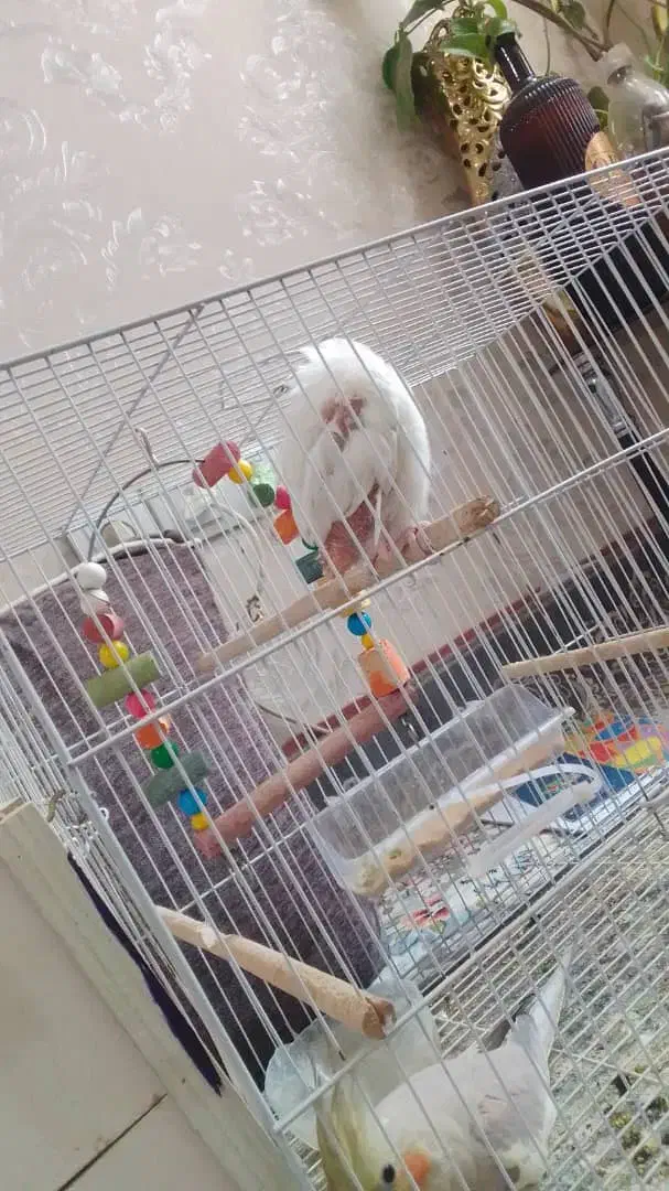 جفت عروس هلندی|پرنده|مشهد, ایثار|دیوار