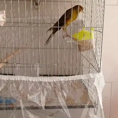 قناری|پرنده|ساری, |دیوار