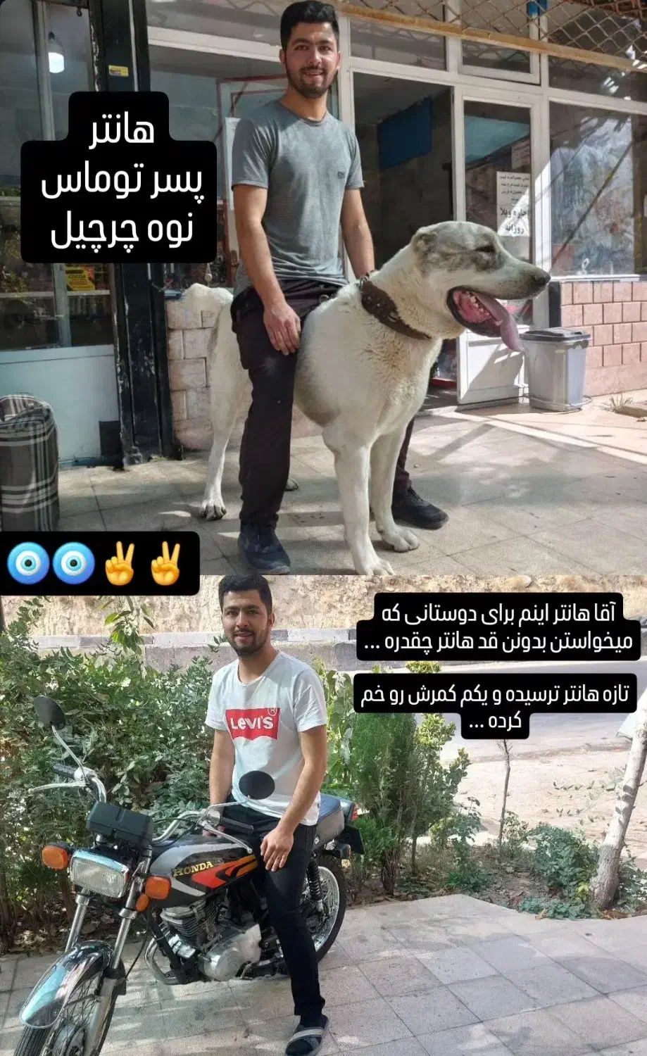 سگ آلابای|سگ|آبعلی, |دیوار